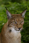 Luchs Portrait