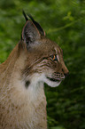 Luchs im Profil