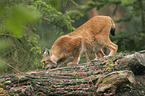 Luchs im Widgehege Granat in NRW bei Klein Reken