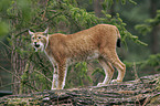 Luchs