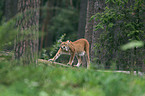 Luchs