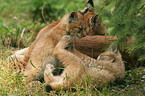 Luchs Mutter mit Welpen