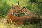 Luchs Mutter mit Welpen