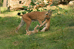 Luchs Mutter mit Welpen