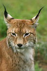 Luchs Portrait