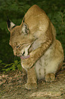 Luchs putzt sich