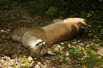 liegender Luchs