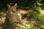 liegender Luchs