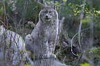 Luchs