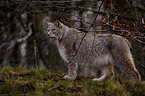 Europischer Luchs