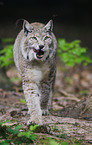 Luchs