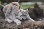 Luchs