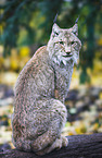 Luchs