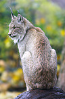 Luchs