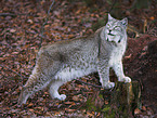 Luchs