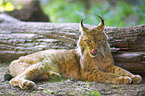 Luchs