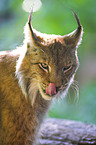 Luchs