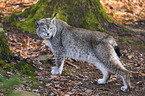 Luchs