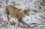 Luchs