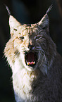 Luchs