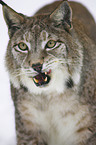 Luchs