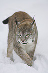 Luchs