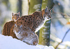 Luchs