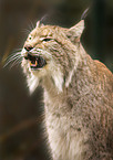 Luchs