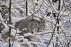 Luchs im Schnee