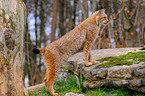 Luchs