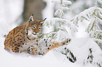 Luchs im Schnee