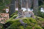 Luchs