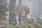 Luchs