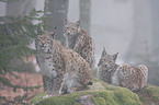 Luchs