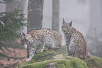 Luchs