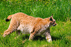 Luchs