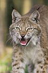 Europischer Luchs