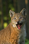 junger Europischer Luchs