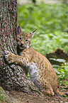 junger Europischer Luchs