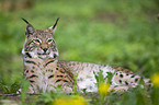 Europischer Luchs