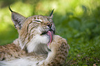 Europischer Luchs