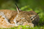 Europischer Luchs