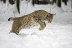 Europischer Luchs