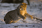 Europischer Luchs