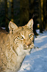 Europischer Luchs