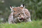 Luchs