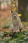 Luchs