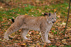 Luchs