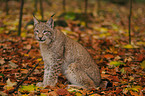 Luchs