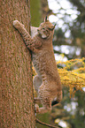 kletternder Luchs